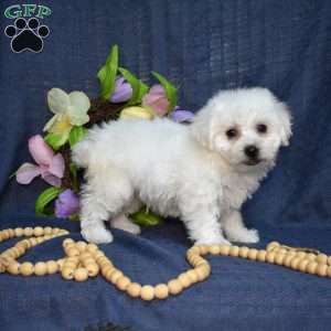 Cadbury (Tiny), Bichon Frise Puppy